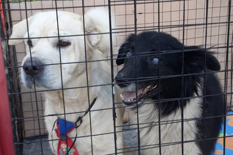 Fim de semana tem adoção de cães e arraial felino em SP