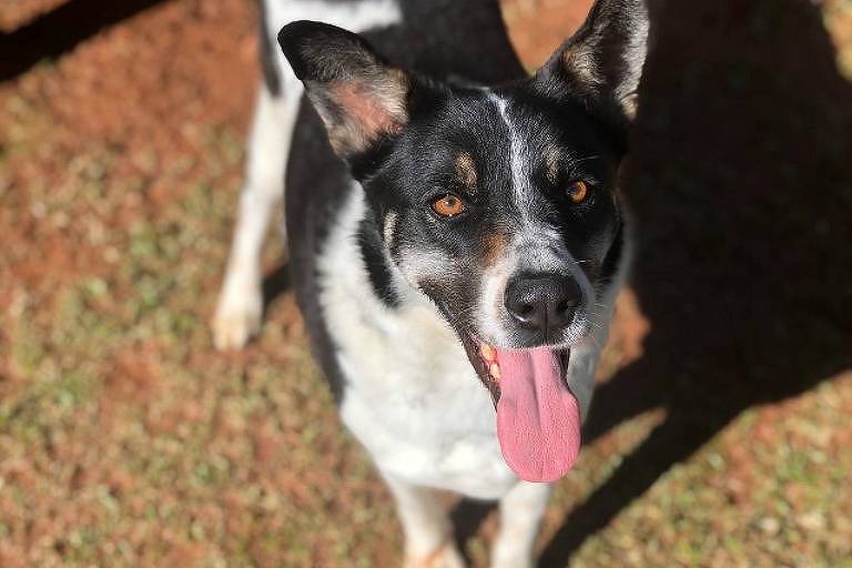 Fim de semana tem corrida e eventos de adoção de cães e gatos em SP