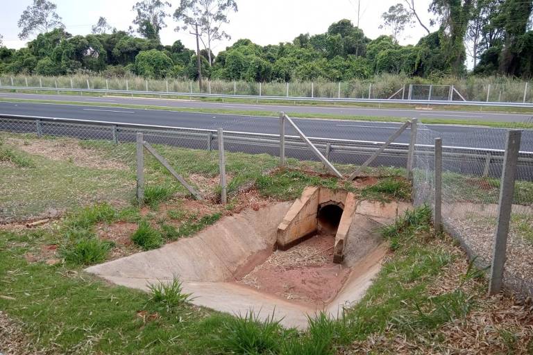 Plano prevê ações para diminuir número de animais atropelados em rodovias