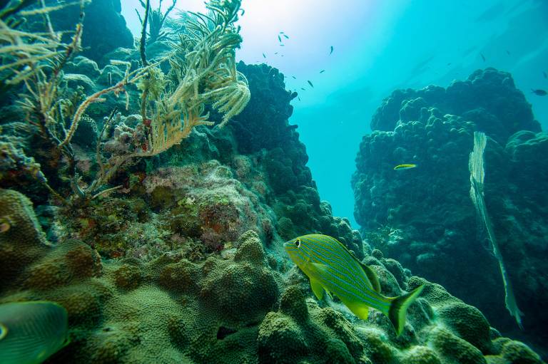 Recifes de coral cobrem área maior do que se pensava