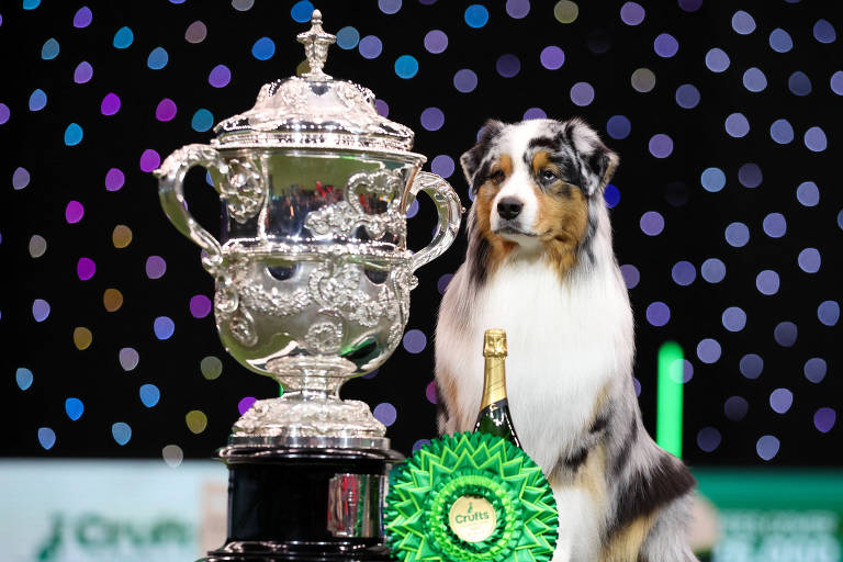 Pastor australiano vence o Crufts 2024; veja fotos