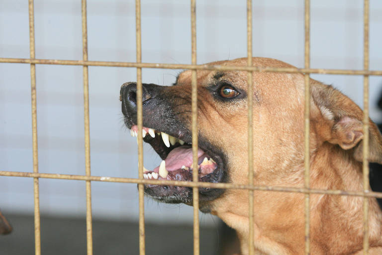 Para você, quais responsabilidades os donos de cachorros devem ter nas ruas?