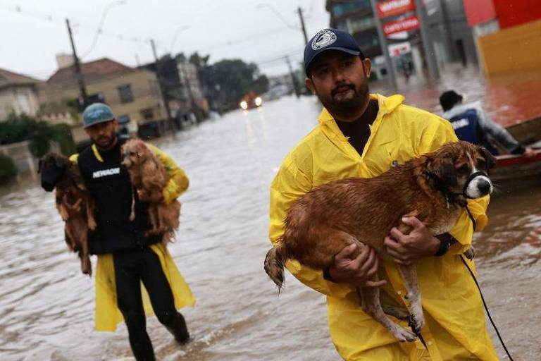 RS tem 20 mil animais em abrigos e anuncia castração e microchipagem