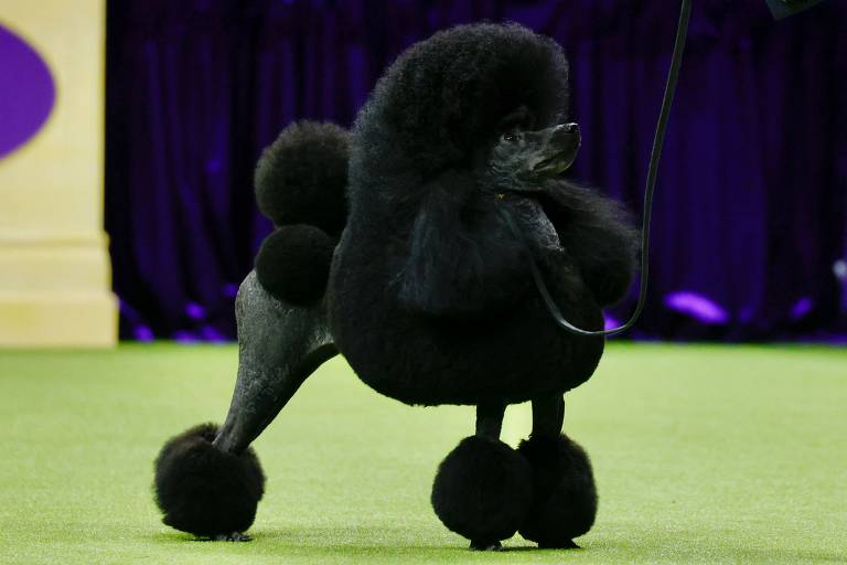 Poodle de 3 anos vence tradicional concurso canino; veja fotos