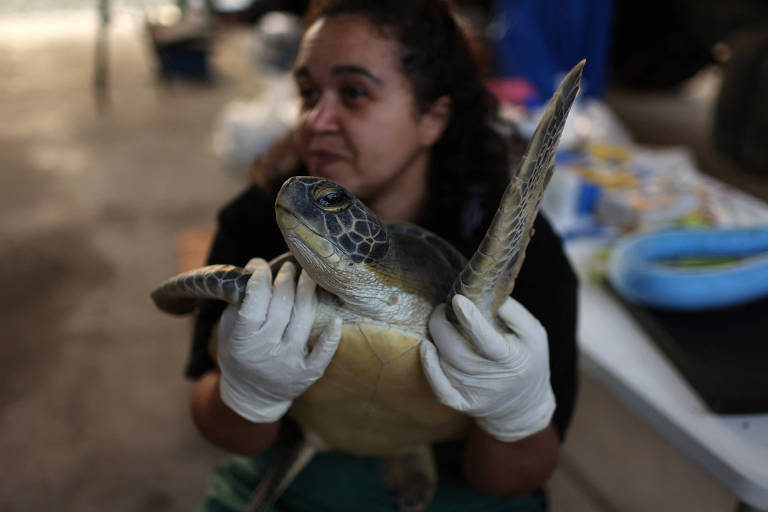 A imagem mostra uma mulher com cabelo cacheado e preso, usando luvas brancas, segurando uma tartaruga marinha. Ela está em um ambiente interno, com mesas e materiais ao fundo. A tartaruga é de cor clara, com um padrão de escamas visível em seu casco.
