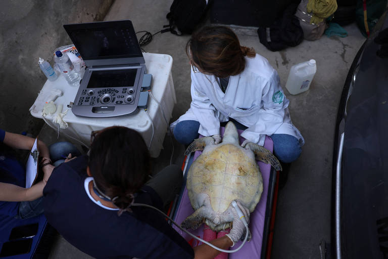 A imagem mostra duas pessoas em um ambiente de tratamento veterinário. Uma tartaruga marinha está deitada sobre uma superfície acolchoada, enquanto uma das pessoas, vestindo um jaleco branco, está usando um aparelho de ultrassom para examinar a tartaruga. A outra pessoa, com cabelo preso, observa e anota informações. Ao fundo, há um computador portátil e outros materiais de trabalho.
