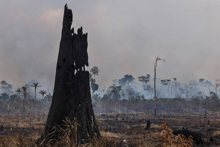 MPF acusa 647 réus e cobra indenização de R$ 1,4 bi por emissão de carbono em desmate na amazônia