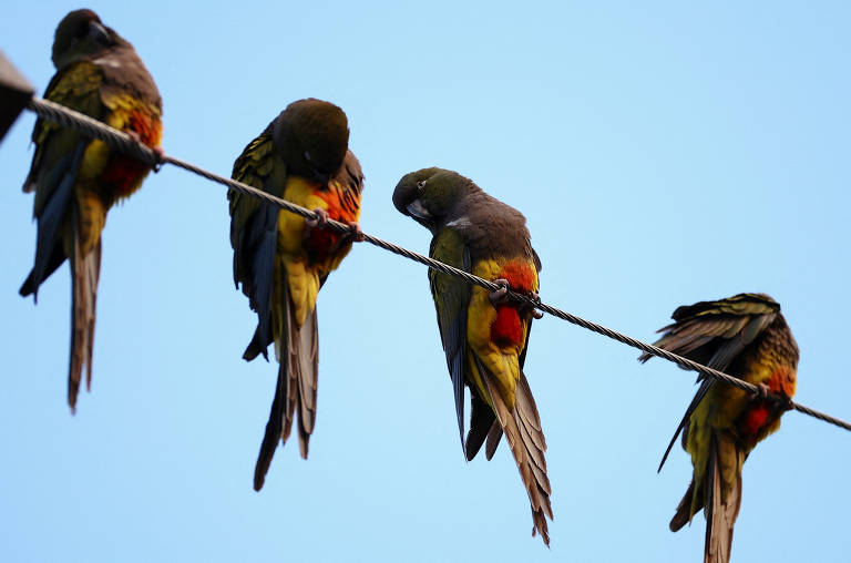 Cinco pássaros coloridos empoleirados em um fio, com as cabeças voltadas para baixo. Eles têm penas verdes, amarelas e laranjas, e estão dispostos em uma linha contra um céu azul claro.