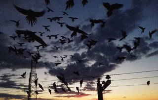 An Argentine town battles a parrot invasion