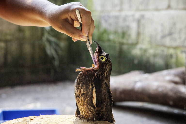 Veja fotos dos animais em reabilitação no CeMaCAS