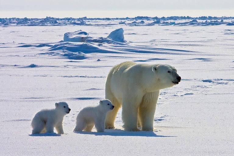 Aquecimento global aumenta riscos de doenças em ursos-polares