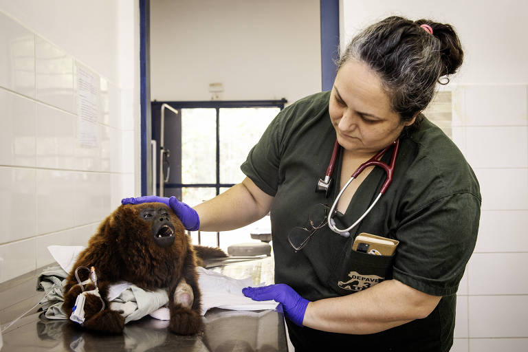 Animais silvestres, vítimas da ação humana, lotam espaço de abrigo