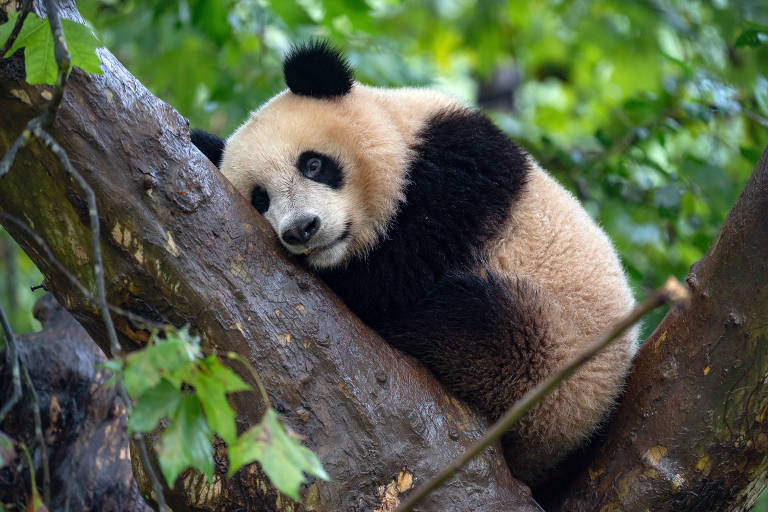 Com 'fábrica de pandas', China removeu mais animais da natureza do que libertou