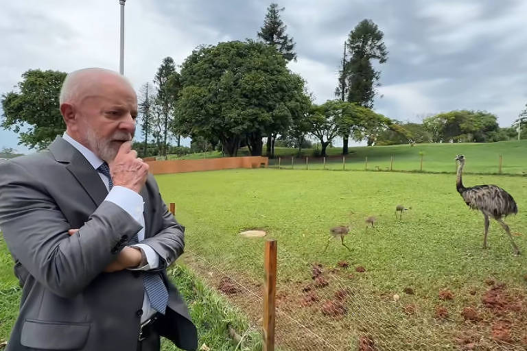 Presidente Lula posta vídeo com filhotes de ema do Palácio da Alvorada