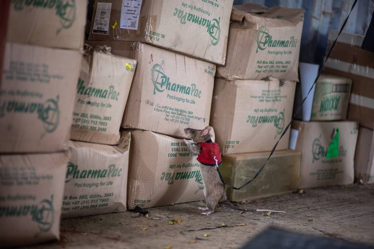 Ratos africanos gigantes ajudam a combater tráfico de animais selvagens