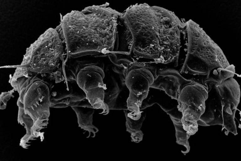 Animais microscópicos, tardígrados são menos cosmopolitas e mais diversos