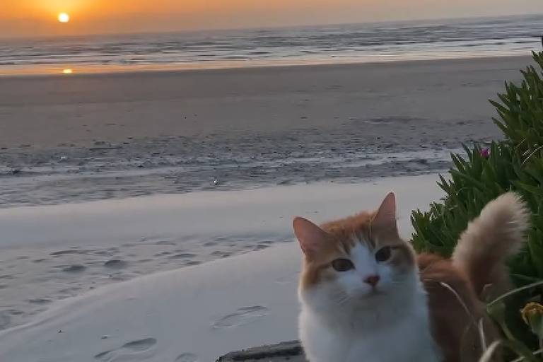 Conheça Prince, gatinha sem raça definida que gosta de ir à praia e faz sucesso nas redes