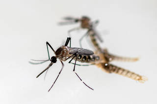 FILE PHOTO: Aedes aegypti mosquitos are examined at the entomology department of the Health Ministry, in Guatemala City