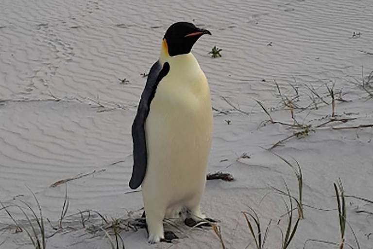 Pinguim da Antártida é encontrado em praia na Austrália, a 3,5 mil quilômetros de casa