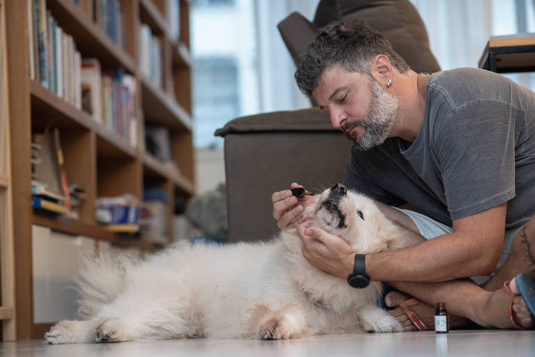 Tutores relatam melhora na saúde de pets após tratamento com Cannabis medicinal