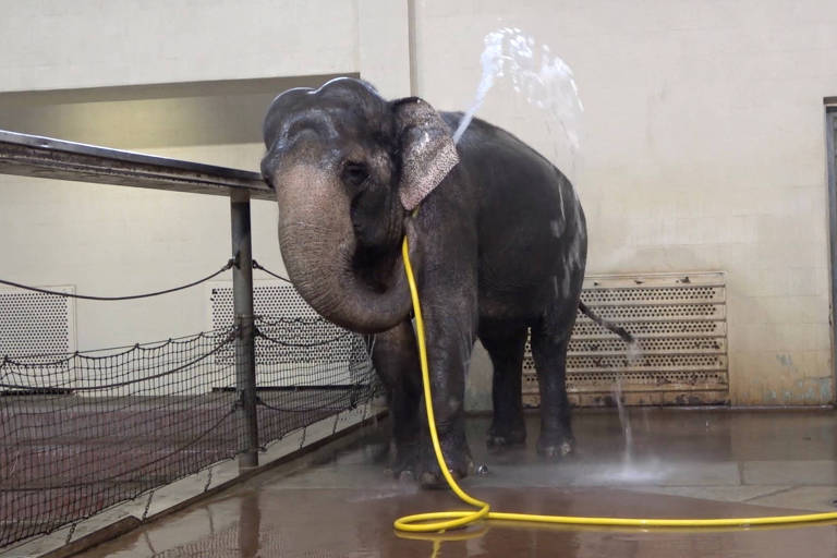 Elefante aprende a usar mangueira para tomar banho em zoológico de Berlim