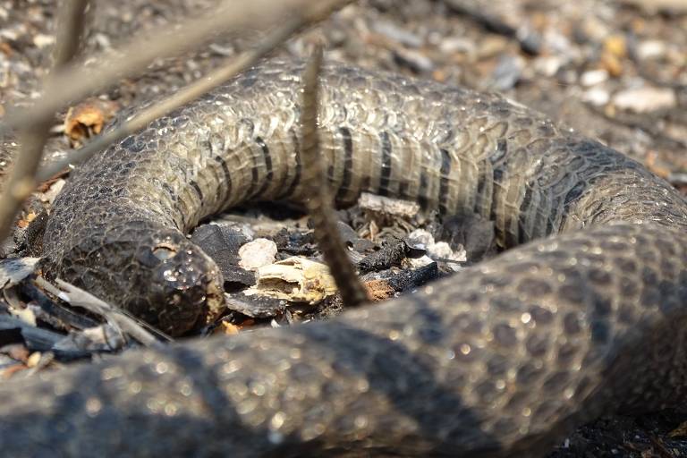 Recorde de queimadas no pantanal nos últimos anos ameaça espécie de cobra exclusiva do bioma