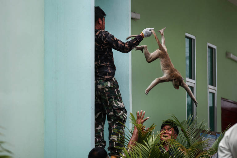 O pessoal do Departamento de Parques Nacionais, Vida Selvagem e Conservação de Plantas captura um macaco de cauda longa tranquilizado, enquanto as autoridades começam a capturar macacos em Lopburi, Tailândia