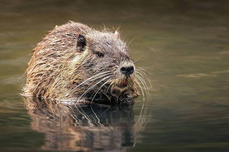 O experimento soviético que levou animais da América do Sul ao Cáucaso e acabou em desastre ambiental