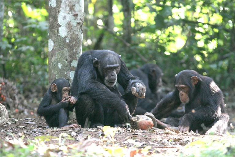 Chimpanzés transmitem inovações entre gerações assim como os humanos