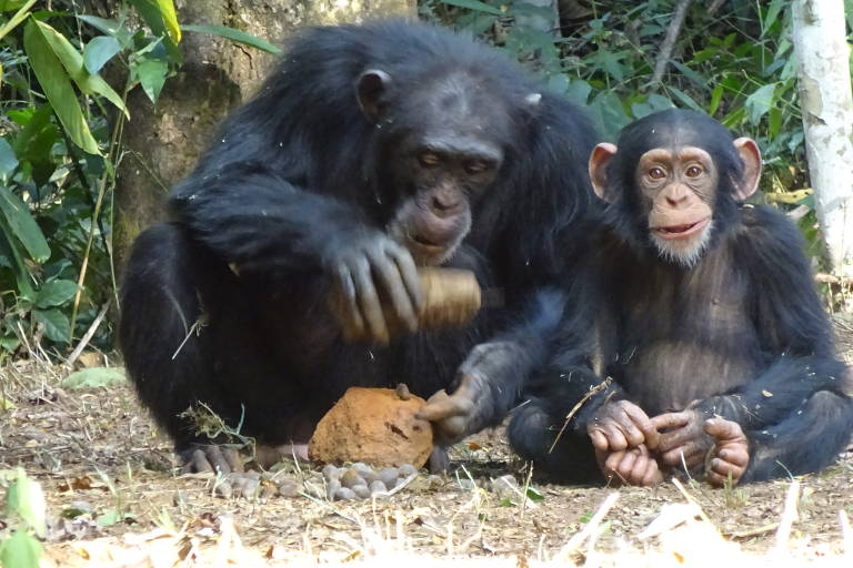 Chimpanzés mais conectados tendem a trocar 'inovações'