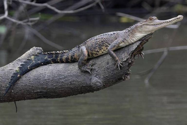 As incríveis novas espécies de animais descobertas na bacia do Congo