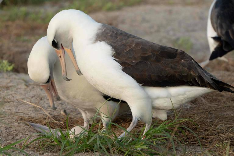 Aos 74 anos, albatroz está prestes a se tornar mãe no Havaí