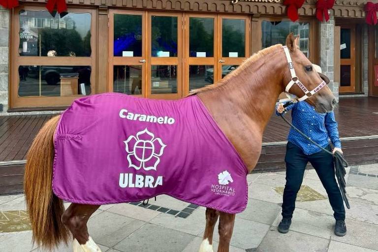 Sete meses após resgate no RS, cavalo Caramelo é adotado por universidade