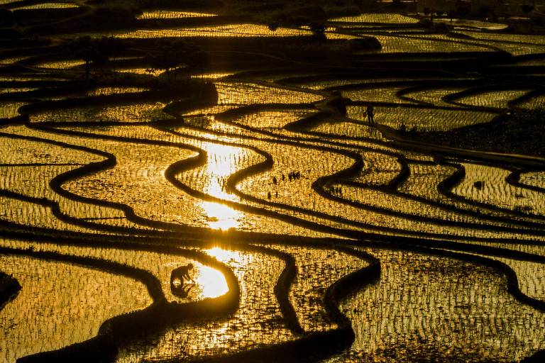 Domesticação do arroz pode ter sido impulsionada por produção de bebidas alcoólicas