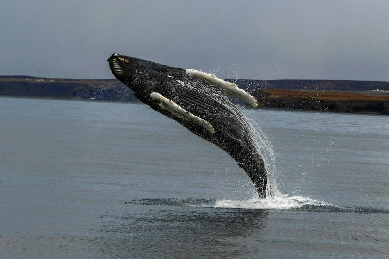 Poluição sonora humana inferniza golfinhos e baleias