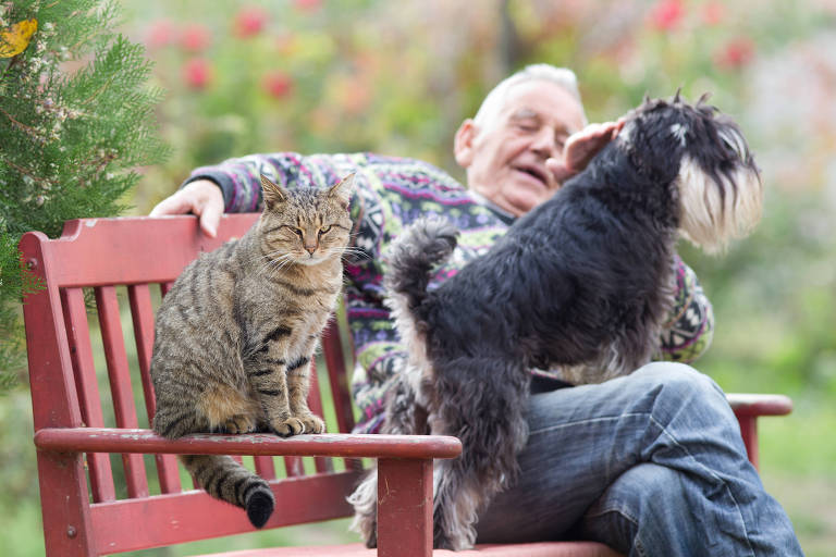 Animais não sentem inveja como nós, mas ficam frustrados quando não recebem o melhor, diz estudo