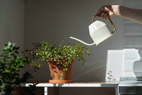 Woman watering potted Muehlenbeckia houseplant on the table at home, using white metal watering can, taking care. Hobby, indoor gardening, plant lovers. Foto: Adobe Stock DIREITOS RESERVADOS. NÃO PUBLICAR SEM AUTORIZAÇÃO DO DETENTOR DOS DIREITOS AUTORAIS E DE IMAGEM