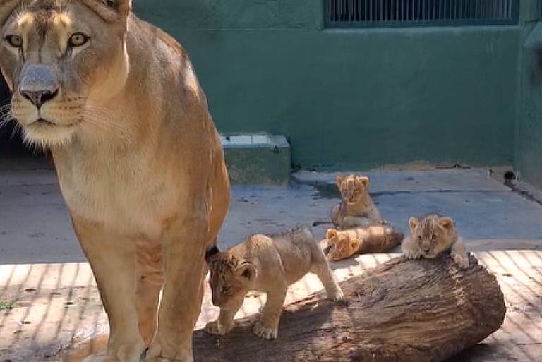 Zoológico de SP ganha quatro filhotes de leão