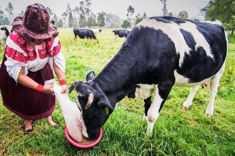 'Ouro bovino': o negócio milionário de venda de cálculos biliares de vacas da América do Sul para a China