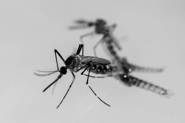 Governos têm o dever de conter a dengue em 2025