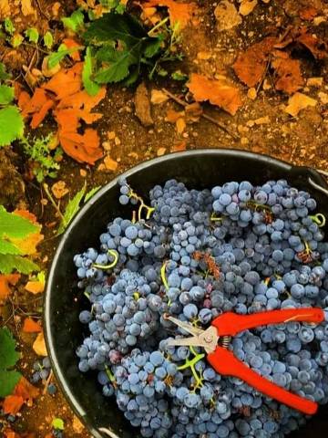 Colheita manual nos vinhedos do Champanhe Fleury que é trazido para o Brasil pela de la Croix