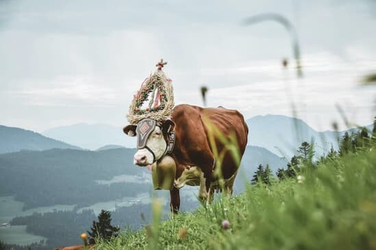 アメリカの温室効果ガス削減に向けた期待が高まっている　Stephan Seeber-Unsplash