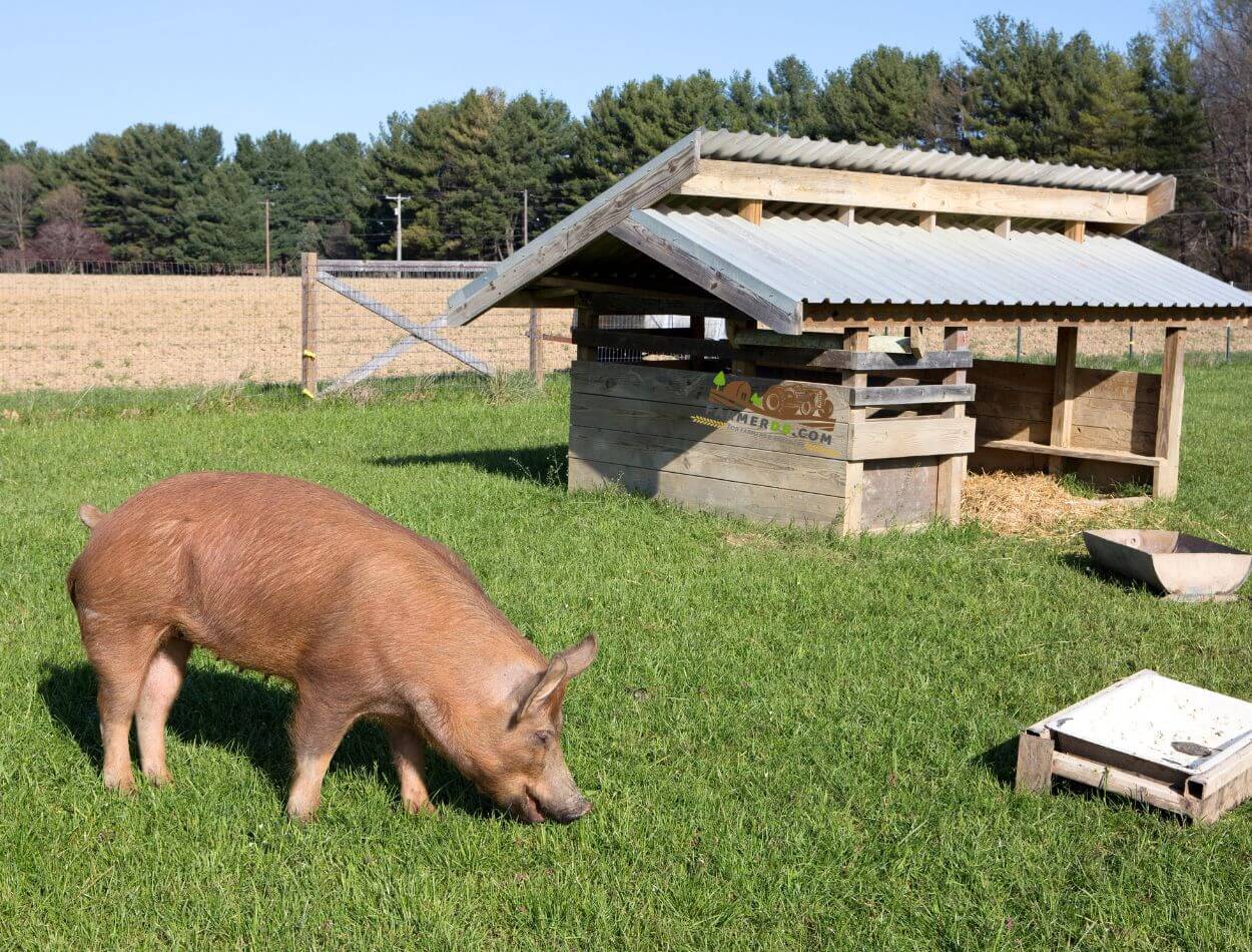 Shelter for Tamworth pigs