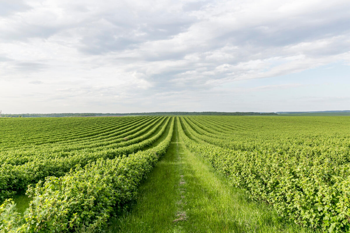 Fundo de terras agrícolas dispara após lucro milionário; IFIX emenda segunda alta