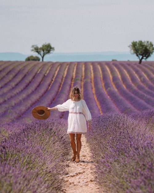 Valensole lavender field with one olive tree in Provence France