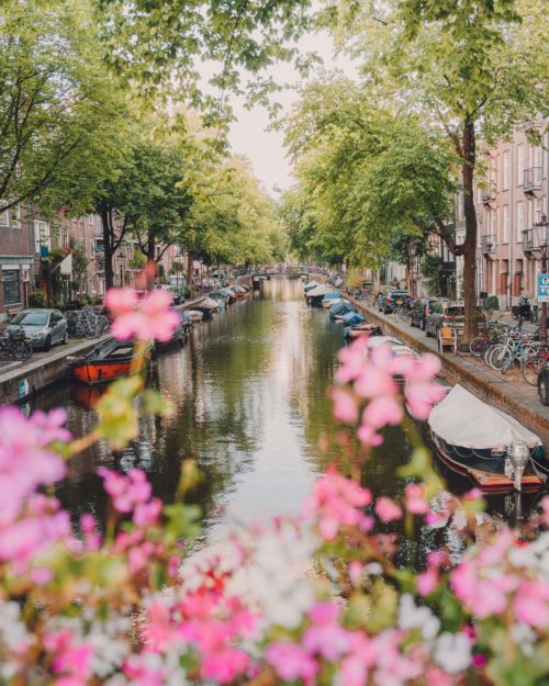 Amsterdam Jordaan in summer with pink flowers on the canals