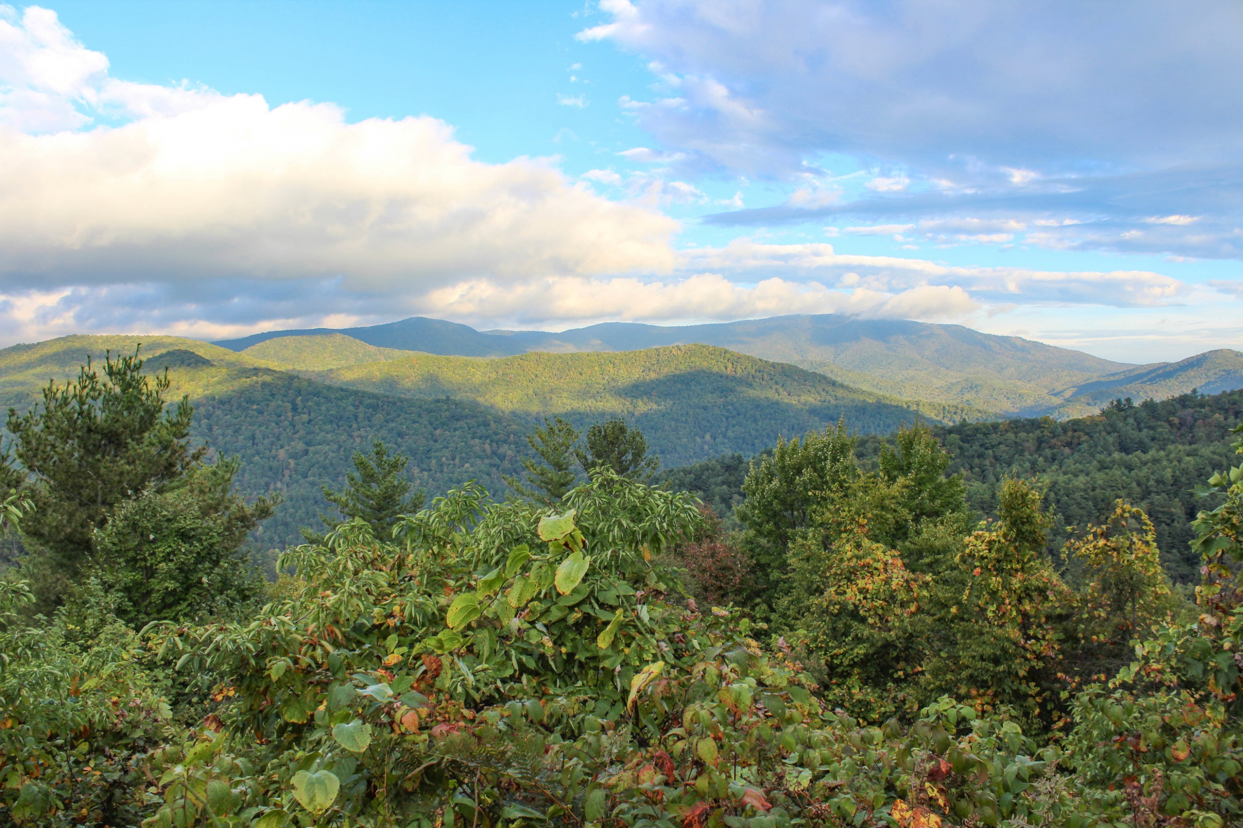 Mountains covered in vegetation 