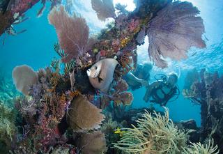 Dive Pros Offer Tips for Memorable Dive Experiences