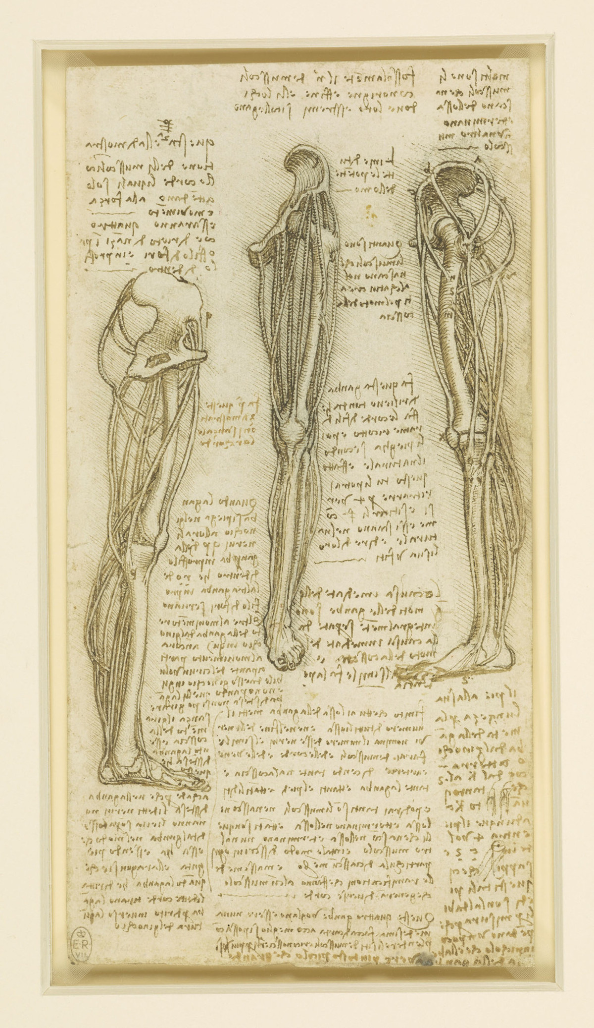 Top more than 80 da vinci anatomy sketches super hot - in.eteachers