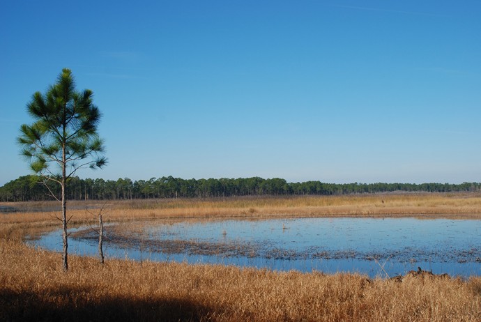 Hopkins Prairie, Ocala National Forest